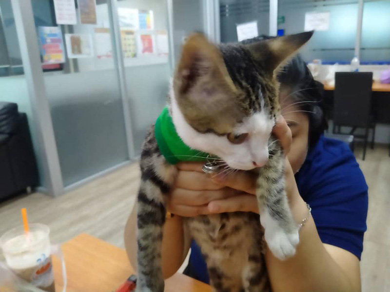 แมวหาย แมวหาย