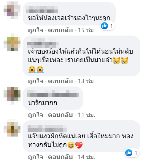 แมวหาย แมวหาย