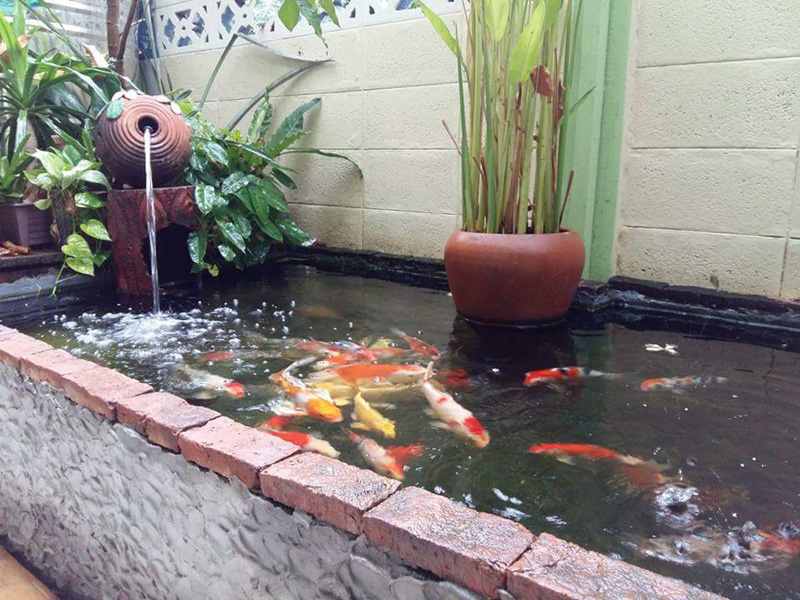 ทำบ่อปลาด้วยตัวเอง ทำบ่อปลาด้วยตัวเอง