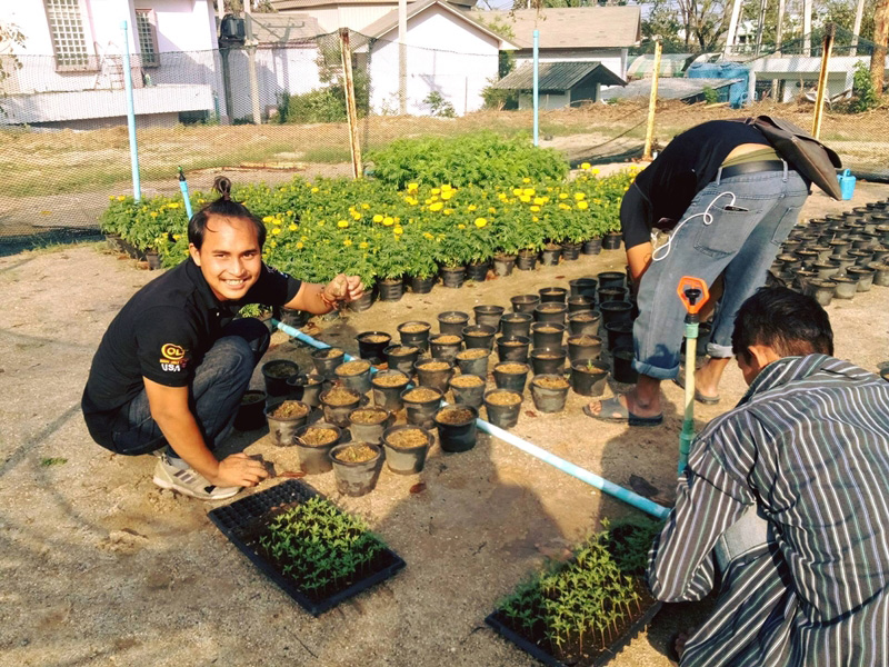 วิธีปลูกดาวเรืองในกระถาง วิธีปลูกดาวเรืองในกระถาง