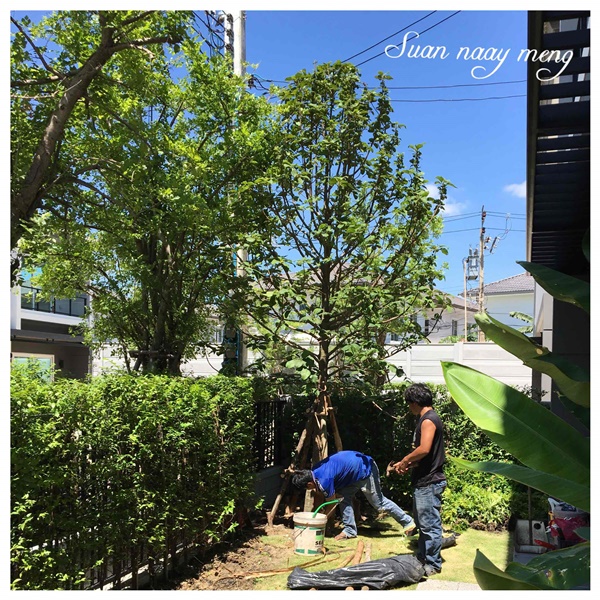 จัดสวนหน้าบ้านพื้นที่น้อย จัดสวนหน้าบ้านพื้นที่น้อย