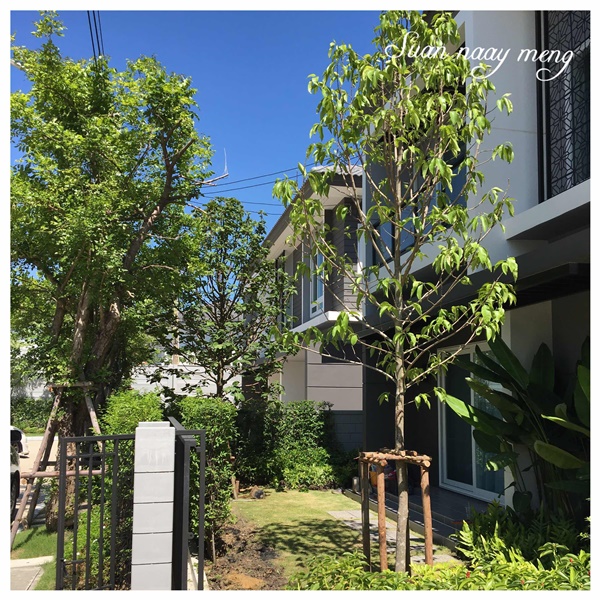 จัดสวนหน้าบ้านพื้นที่น้อย จัดสวนหน้าบ้านพื้นที่น้อย