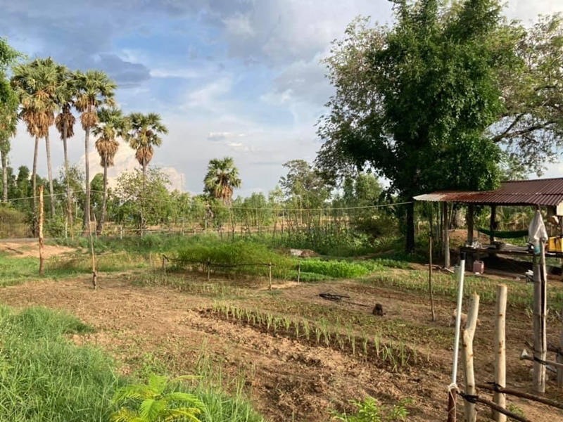 บ้านในสวนชั้นเดียว บ้านในสวนชั้นเดียว