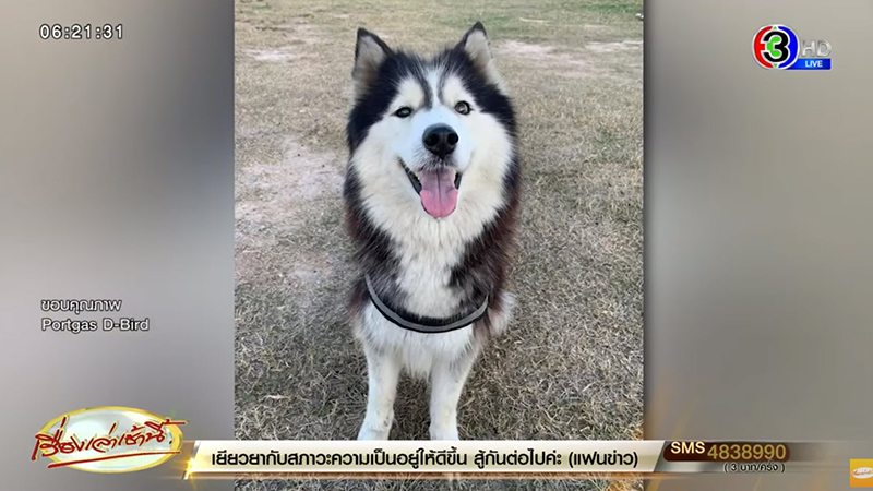 ไซบีเรียน ฮัสกี้ ไซบีเรียน ฮัสกี้