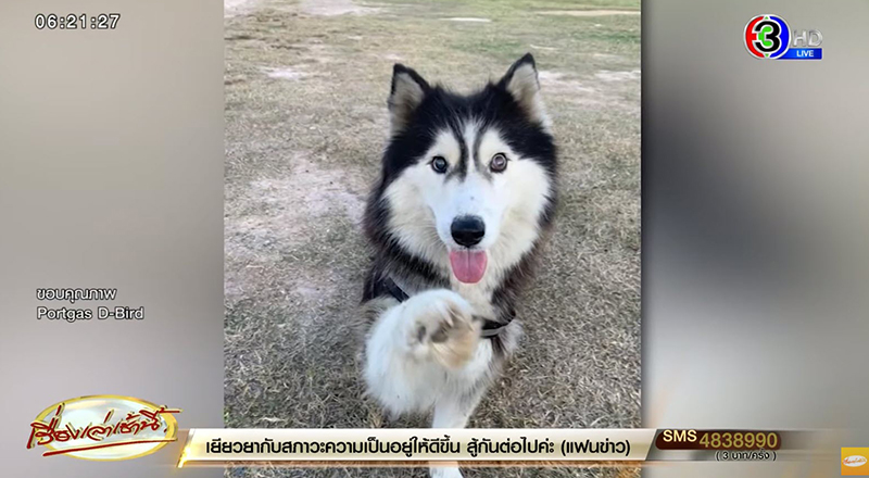 ไซบีเรียน ฮัสกี้ ไซบีเรียน ฮัสกี้