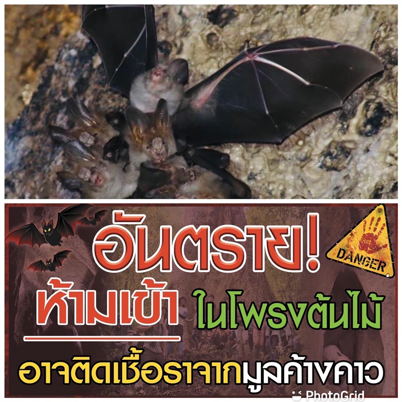 เชื้อรามูลค้างคาว เชื้อรามูลค้างคาว