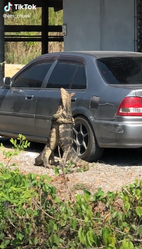 ตัวเงินตัวทองกอดกัน ตัวเงินตัวทองกอดกัน