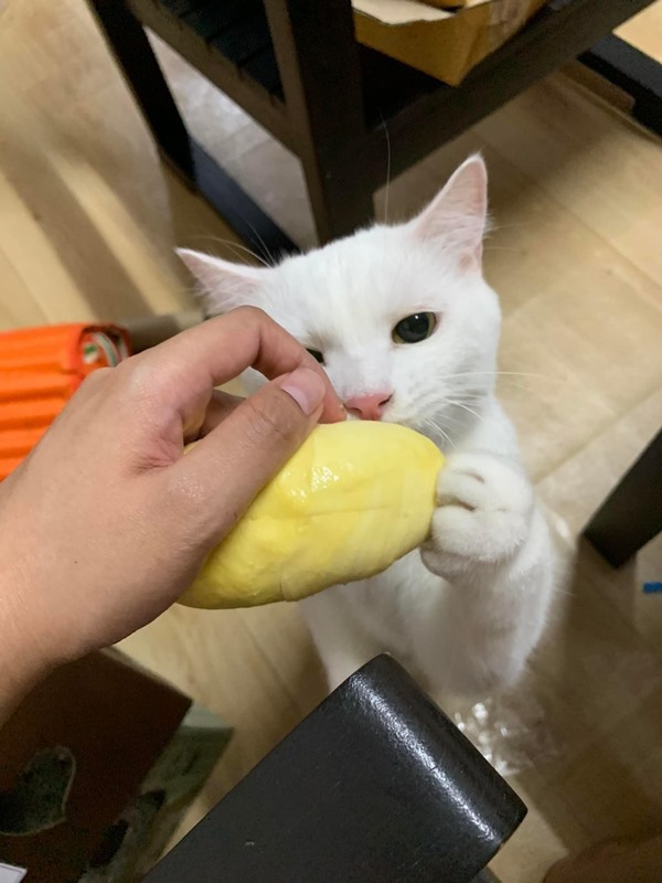 แมวกินทุเรียน แมวกินทุเรียน