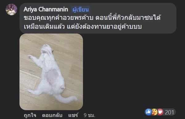 แมวกินทุเรียน แมวกินทุเรียน