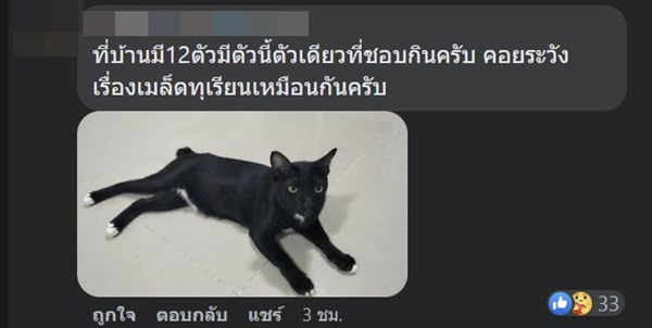 แมวกินทุเรียน แมวกินทุเรียน