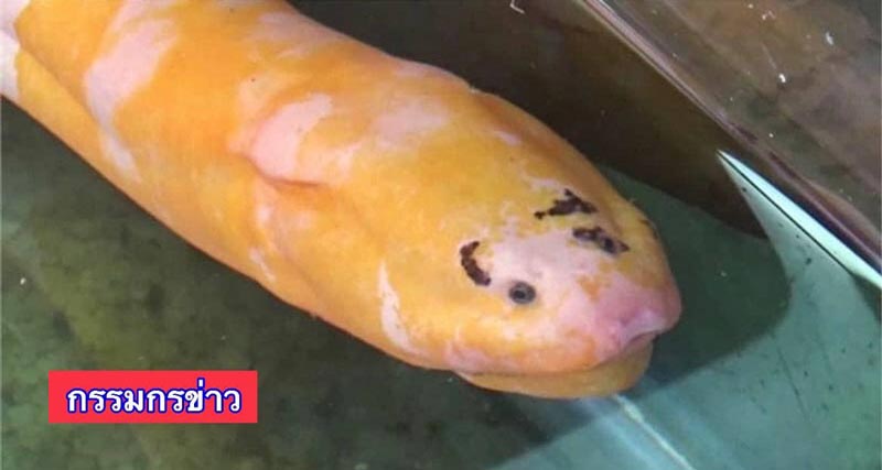 เลขเด็ดปลาไหลมีคิ้ว เลขเด็ดปลาไหลมีคิ้ว