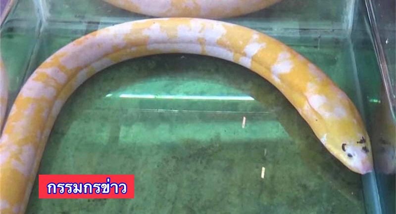 เลขเด็ดปลาไหลมีคิ้ว เลขเด็ดปลาไหลมีคิ้ว