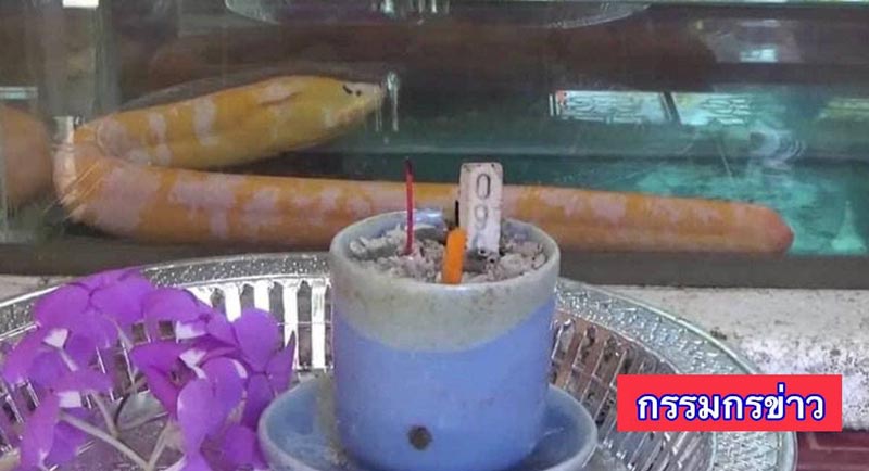 เลขเด็ดปลาไหลมีคิ้ว เลขเด็ดปลาไหลมีคิ้ว