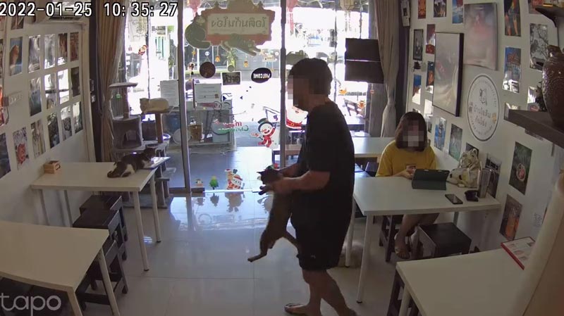 จับแมวปล่อยนอกร้านคาเฟ่แมว จับแมวปล่อยนอกร้านคาเฟ่แมว