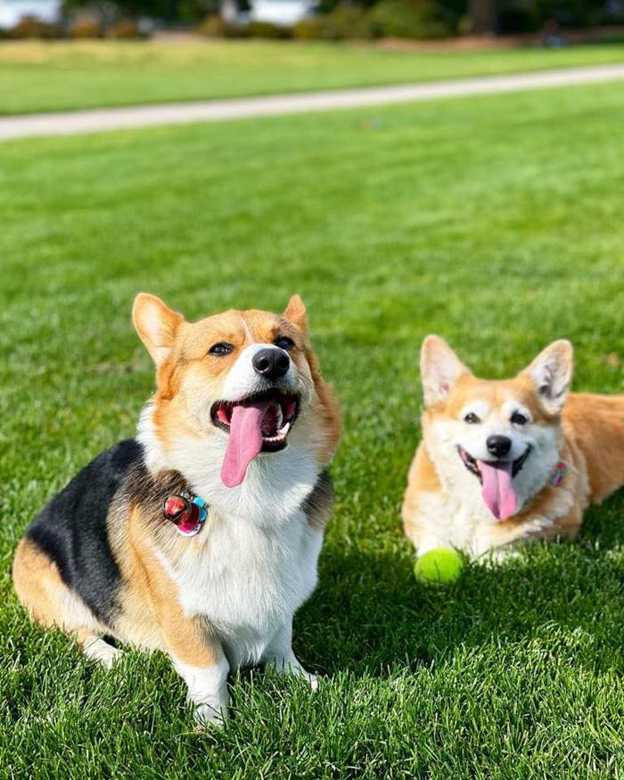 หมาขึ้นเครื่องบิน หมาขึ้นเครื่องบิน