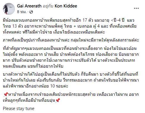 แมวเบงกอล หาบ้าน แมวเบงกอล หาบ้าน