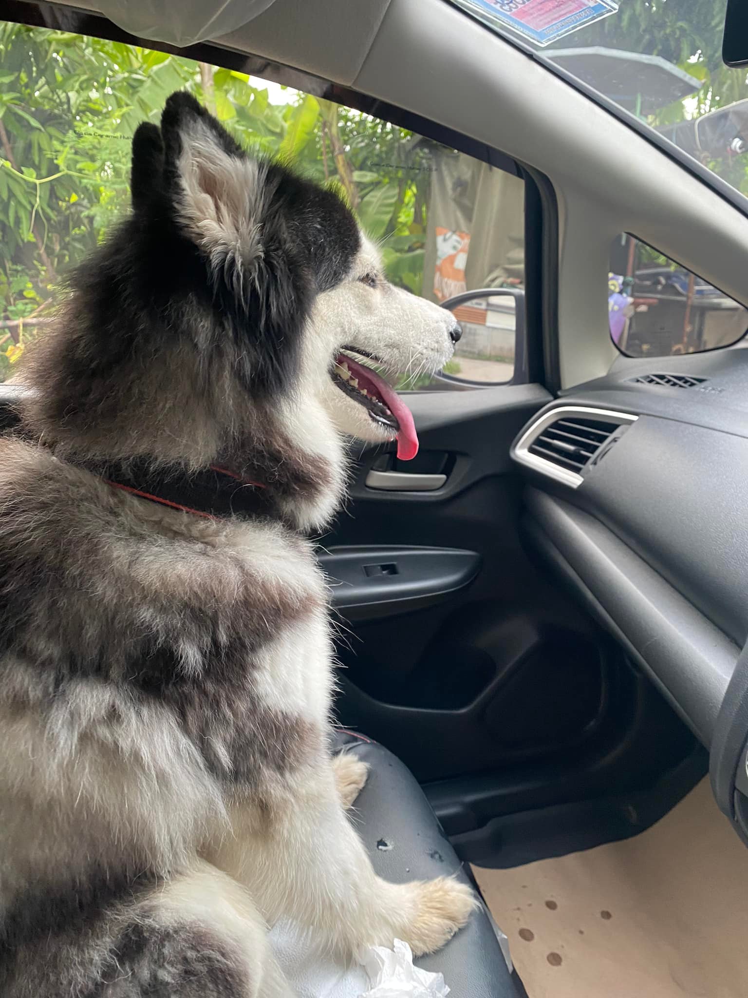 หมาหาย หมาหาย