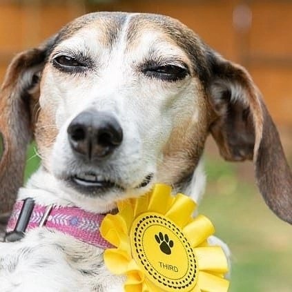 ฉันจะเป็นดาว ฉันจะเป็นดาว