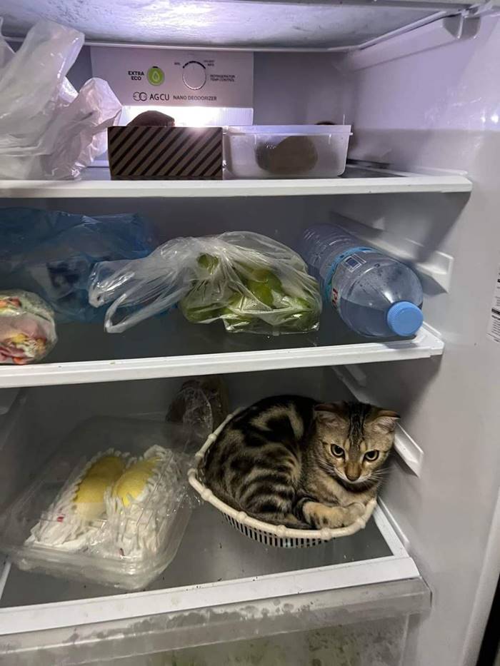 ทาสแมว ทาสแมว