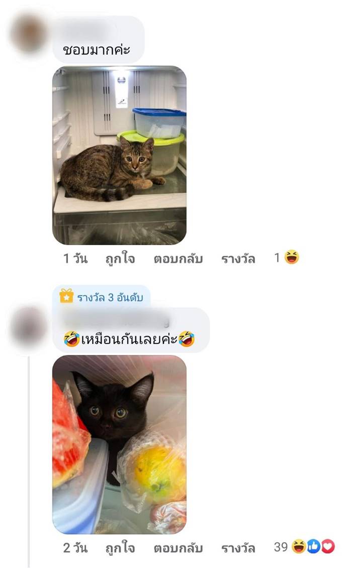 ทาสแมว ทาสแมว