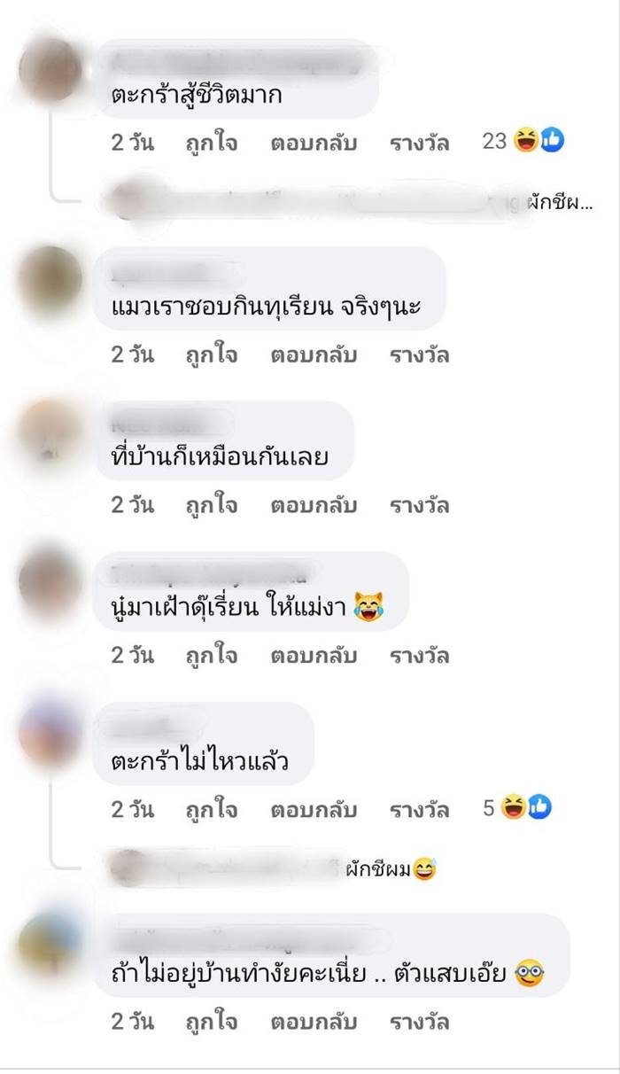 ทาสแมว ทาสแมว