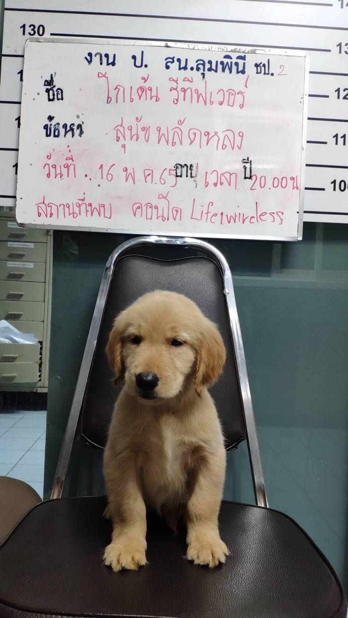 หมาหาย หมาหาย
