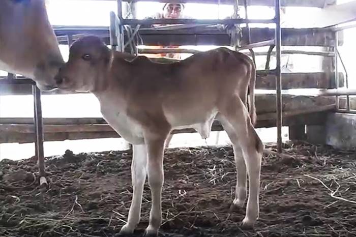 วัวประหลาด วัวประหลาด