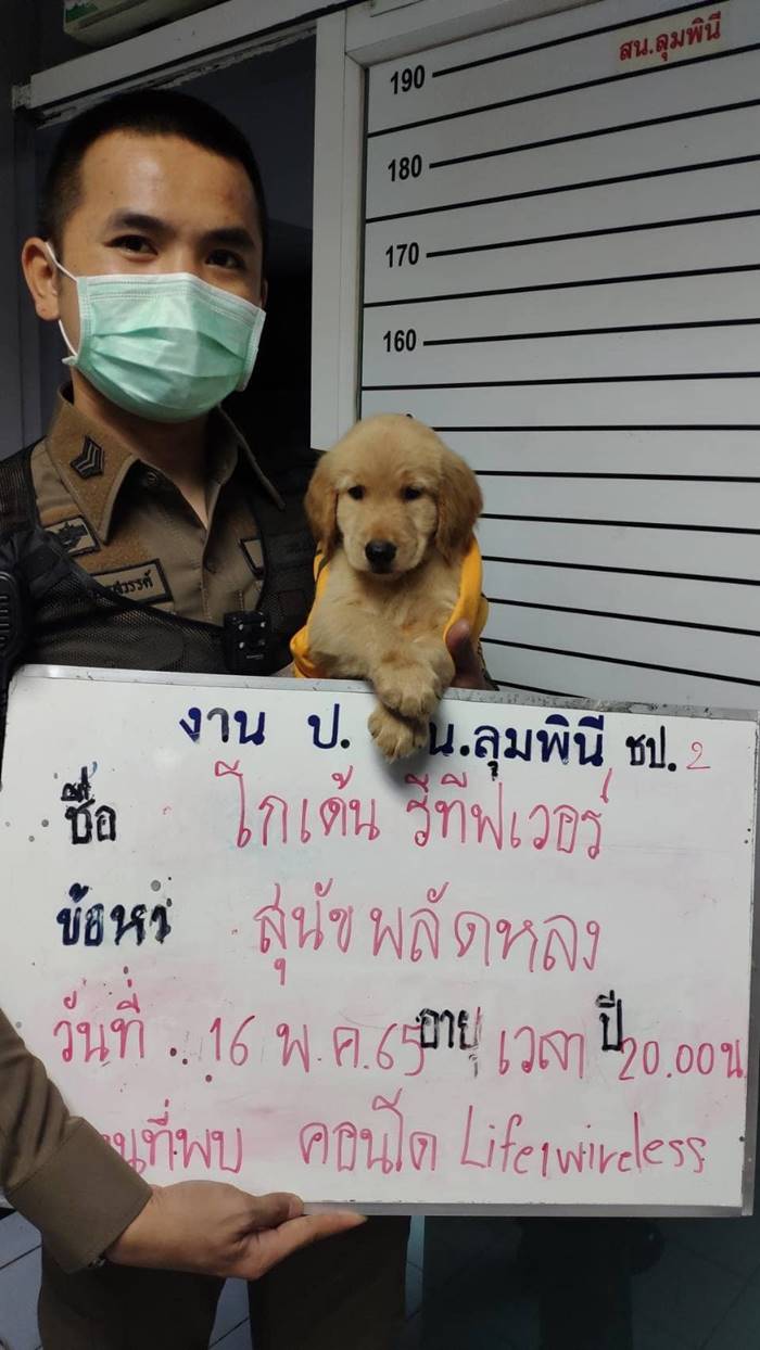 หมาหาย หมาหาย