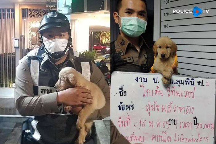หมาหาย หมาหาย