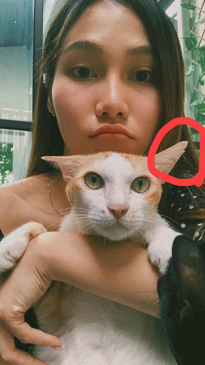 แมวหาย แมวหาย