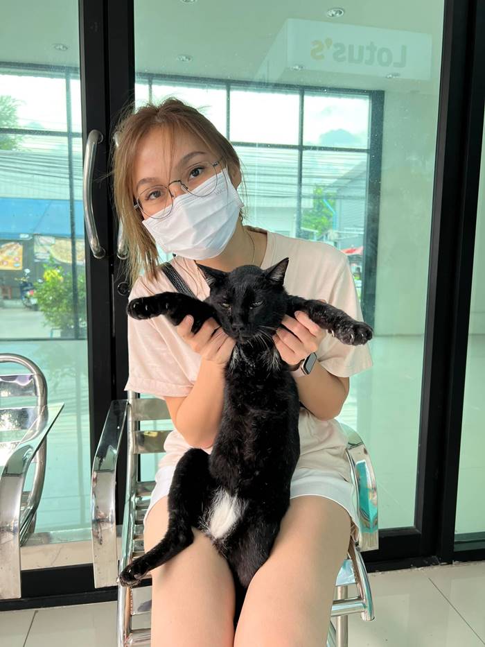 แมวหาย แมวหาย