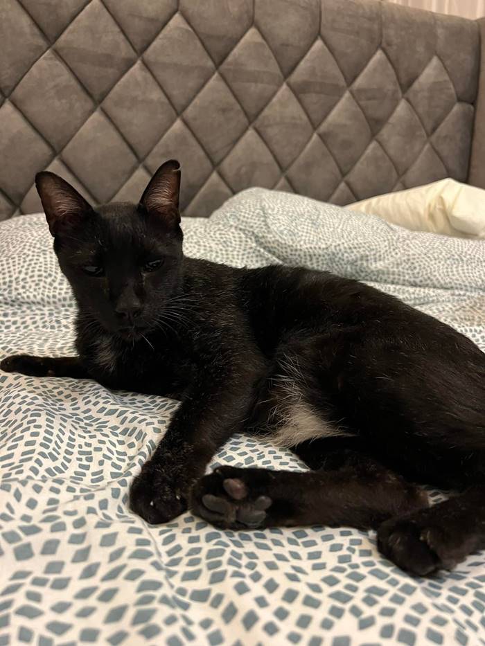 แมวหาย แมวหาย