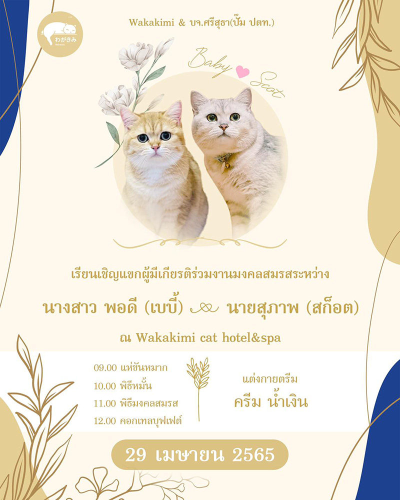 2 เหมียว ถือฤกษ์ดีแต่งงาน  2 เหมียว ถือฤกษ์ดีแต่งงาน