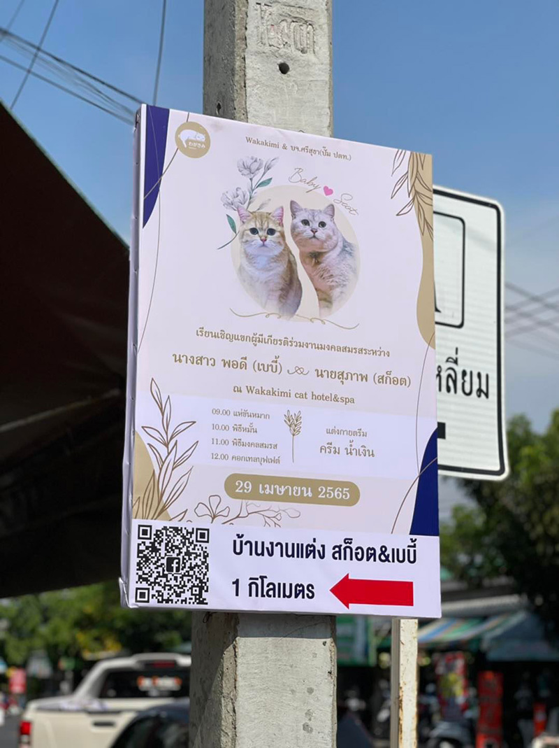 2 เหมียว ถือฤกษ์ดีแต่งงาน  2 เหมียว ถือฤกษ์ดีแต่งงาน