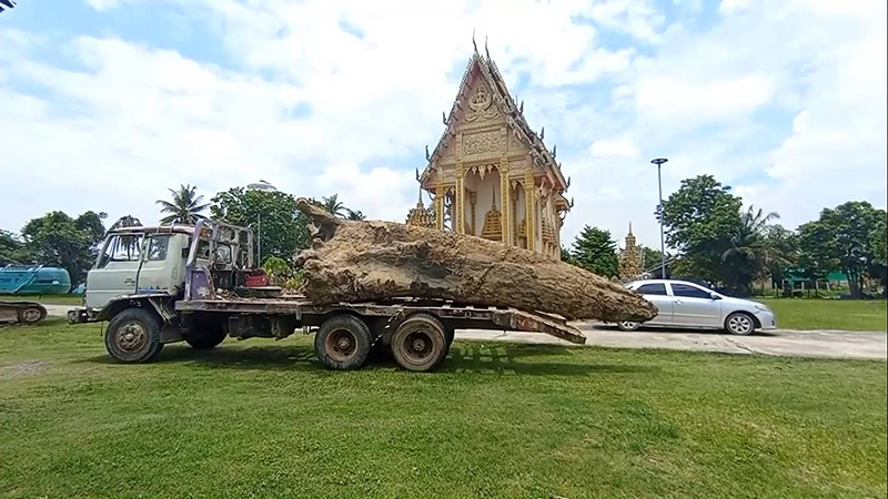 ตะเคียนยักษ์จมก้นอ่างเก็บน้ำ ทำยังไงก็เอาขึ้นไม่ได้ ตะเคียนยักษ์จมก้นอ่างเก็บน้ำ ทำยังไงก็เอาขึ้นไม่ได้