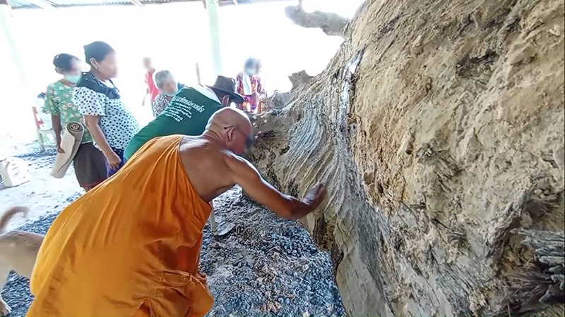 ตะเคียนยักษ์จมก้นอ่างเก็บน้ำ ทำยังไงก็เอาขึ้นไม่ได้ ตะเคียนยักษ์จมก้นอ่างเก็บน้ำ ทำยังไงก็เอาขึ้นไม่ได้