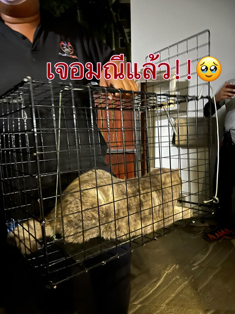 แมวน้องมณี แมวน้องมณี