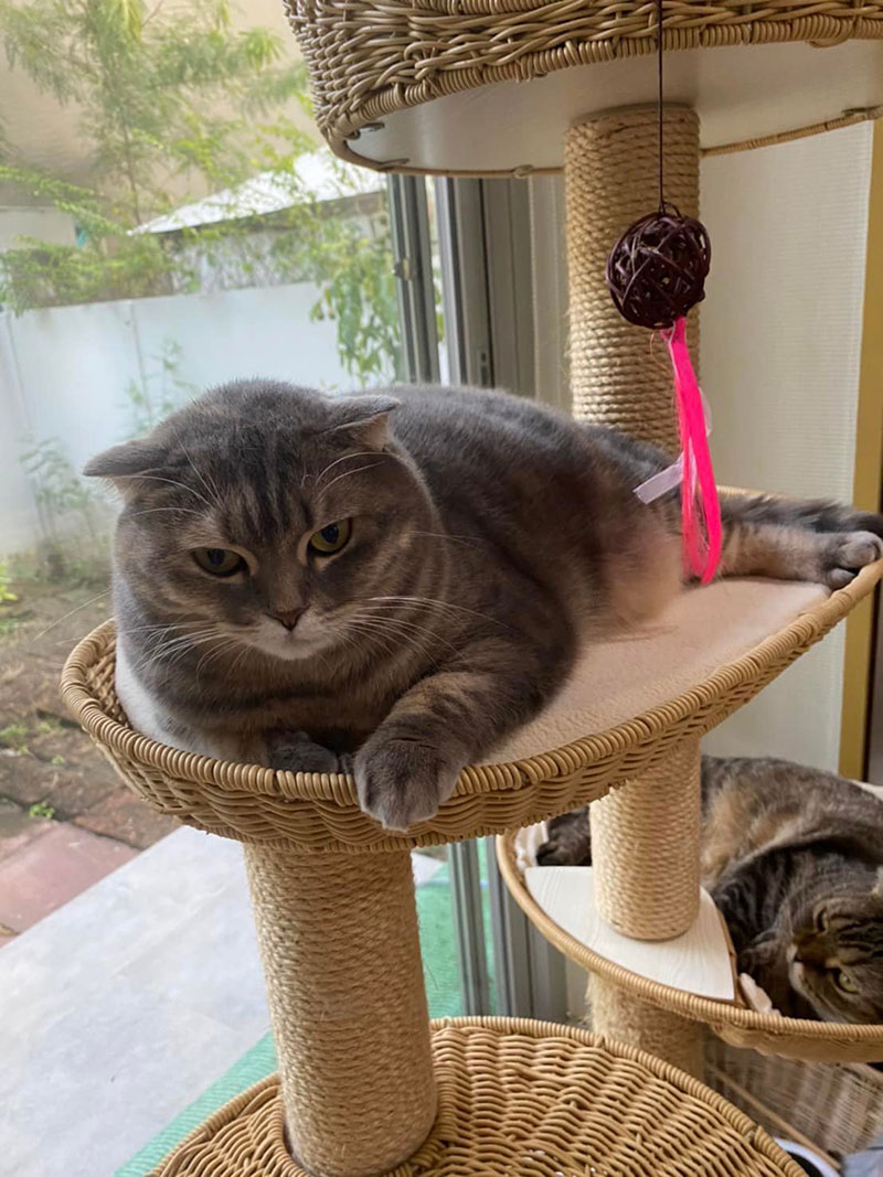 แมวน้องมณี แมวน้องมณี