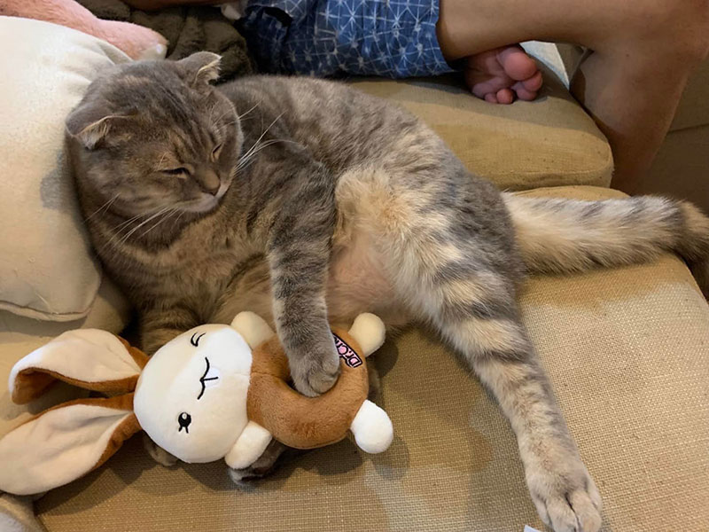 แมวน้องมณี แมวน้องมณี