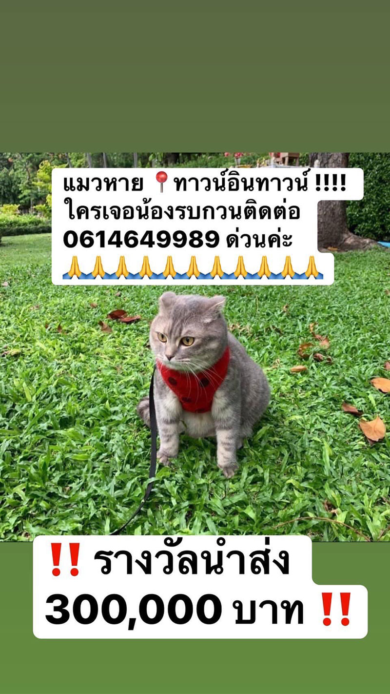 แมวน้องมณี แมวน้องมณี