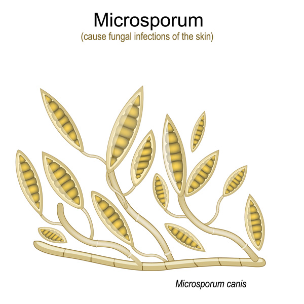 เชื้อรากลุ่ม Microsporum Canis เชื้อราแมว