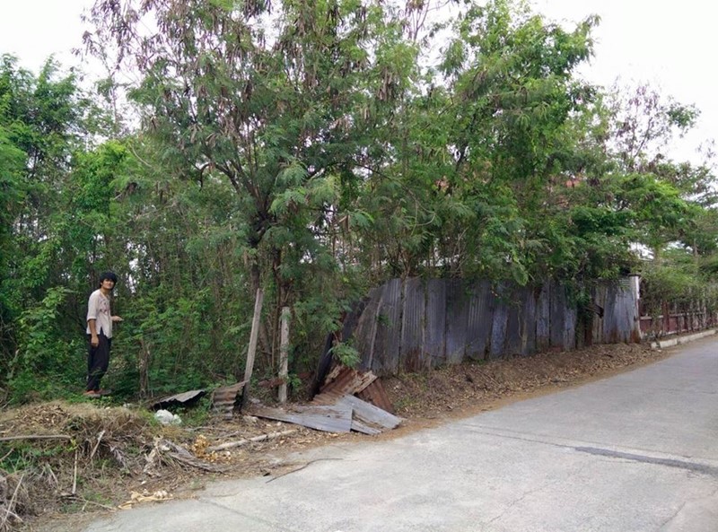 การปลูกเมลอนในโรงเรือน การปลูกเมลอนในโรงเรือน