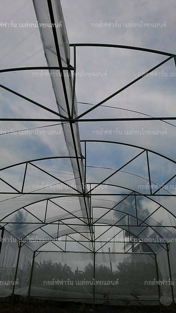 การปลูกเมลอนในโรงเรือน การปลูกเมลอนในโรงเรือน