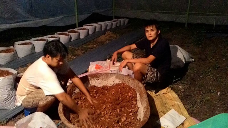 การปลูกเมลอนในโรงเรือน การปลูกเมลอนในโรงเรือน