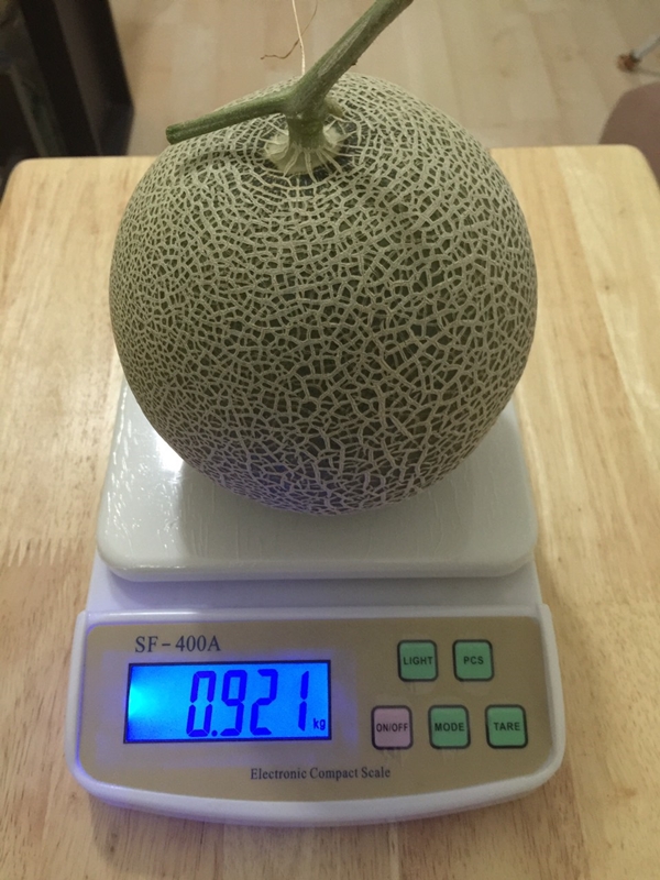 ปลูกเมลอนบนระเบียงคอนโด ปลูกเมลอนบนระเบียงคอนโด