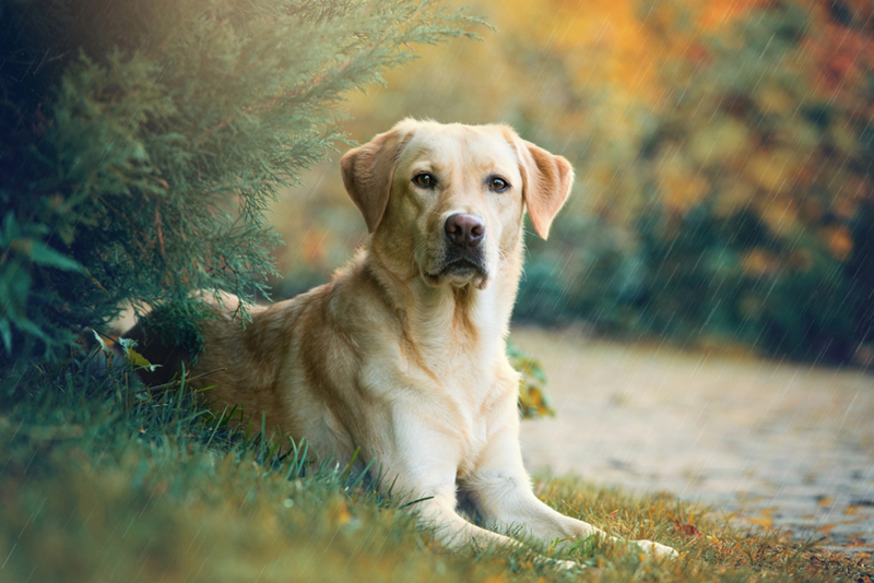 ลาบลาดอร์ (Labrador) ลาบลาดอร์ (Labrador)