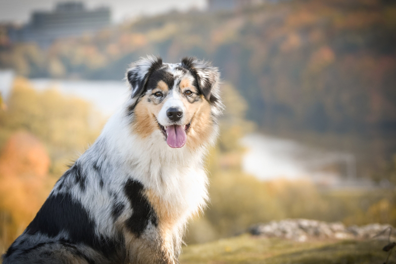 ออสเตรเลียนเชพเพิร์ด (Australian Shepherd) ออสเตรเลียนเชพเพิร์ด (Australian Shepherd)