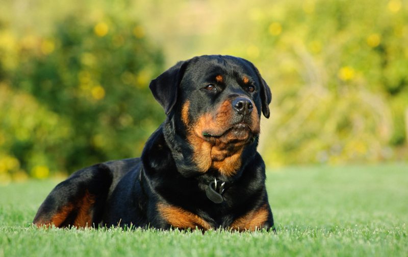 ร็อตไวเลอร์ (Rottweiler) ร็อตไวเลอร์ (Rottweiler)