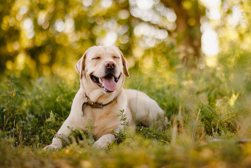 โกลเด้น รีทรีฟเวอร์ (Golden Retriever) โกลเด้น รีทรีฟเวอร์ (Golden Retriever)