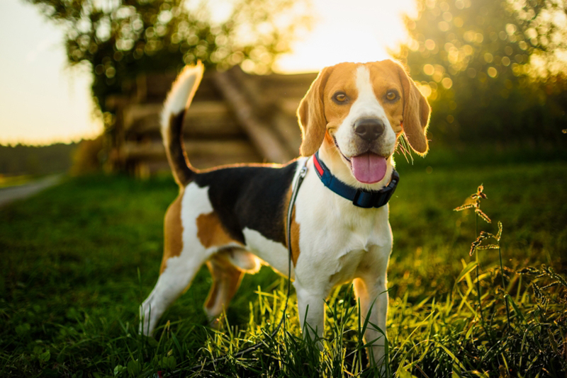 บีเกิล (Beagle) บีเกิล (Beagle)